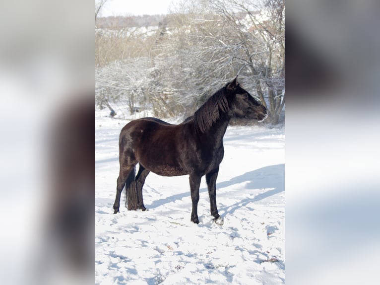 Cheval de selle allemand Croisé Jument 16 Ans 145 cm Noir in Weilrod