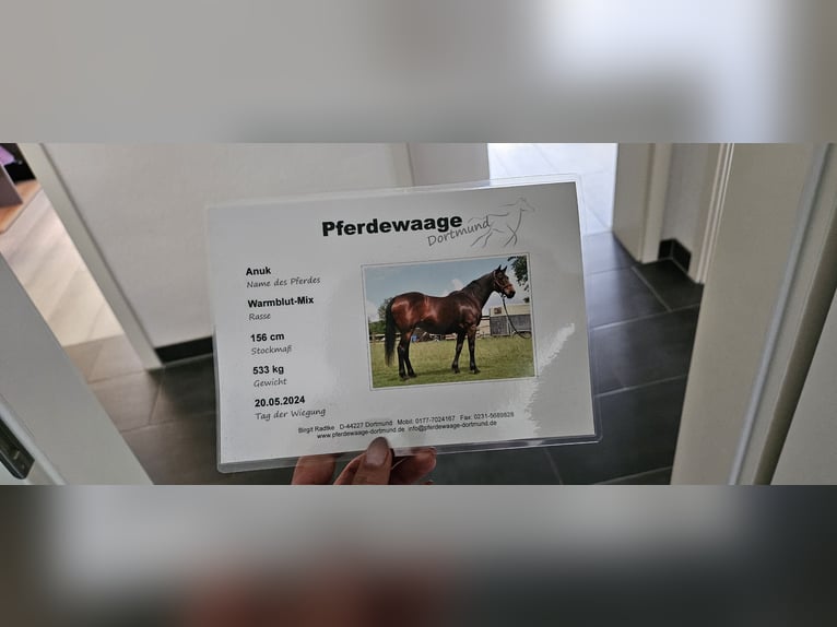 Cheval de selle allemand Croisé Jument 16 Ans 155 cm Bai in Marl