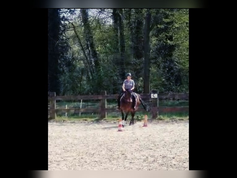 Cheval de selle allemand Croisé Jument 16 Ans 155 cm Bai in Marl