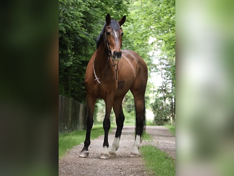 Cheval de selle allemand Jument 16 Ans 164 cm Bai in Ismaning