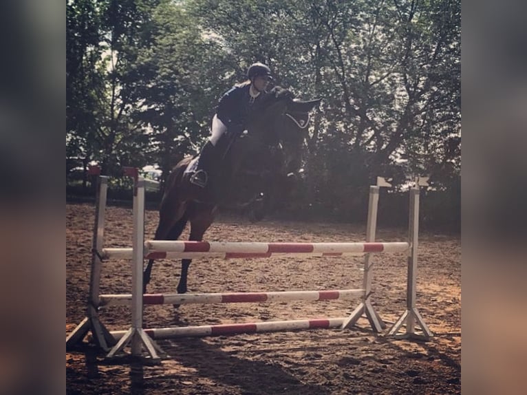 Cheval de selle allemand Jument 16 Ans 167 cm Bai in Pegau