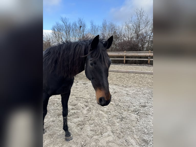 Cheval de selle allemand Jument 16 Ans 168 cm Bai brun in Heimbach