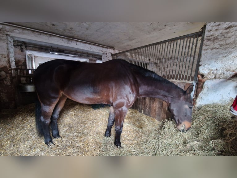 Cheval de selle allemand Jument 16 Ans 172 cm Bai brun in Immelborn