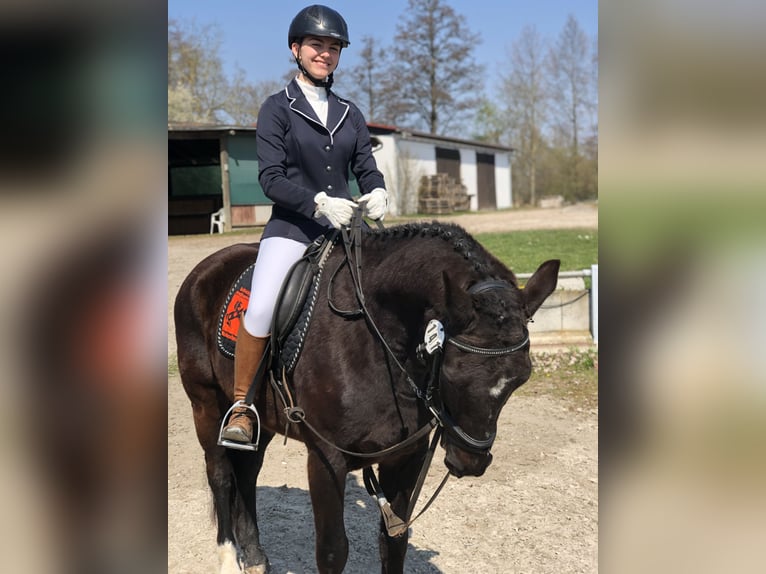 Cheval de selle allemand Jument 17 Ans 167 cm Alezan in Mainbernheim