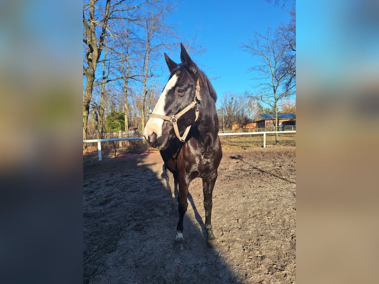 Cheval de selle allemand Jument 17 Ans 168 cm Noir in Bernsdorf