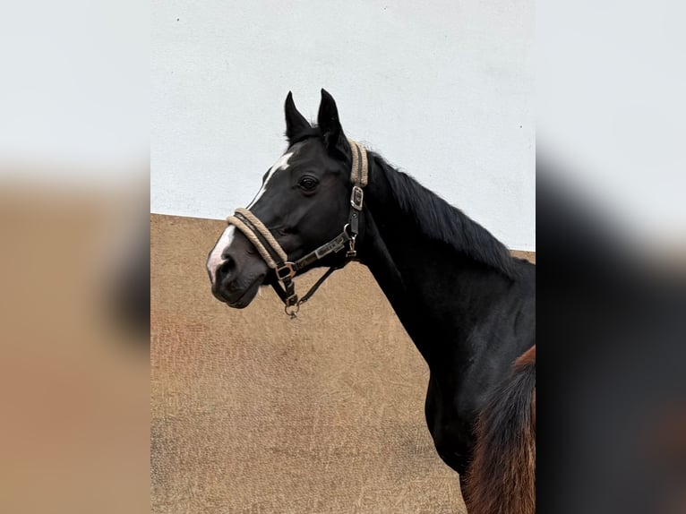 Cheval de selle allemand Jument 17 Ans Noir in Burgthann