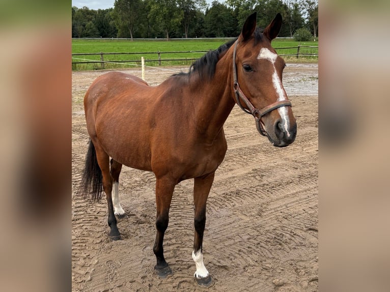 Cheval de selle allemand Jument 18 Ans 161 cm Bai in Stade