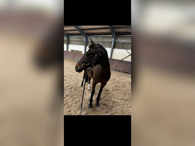 Cheval de selle allemand Jument 18 Ans 165 cm Bai in Heddesheim