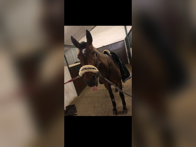 Cheval de selle allemand Jument 18 Ans 165 cm Bai in Heddesheim