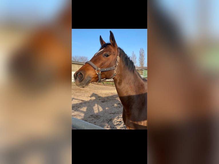 Cheval de selle allemand Jument 18 Ans 165 cm Bai in Heddesheim