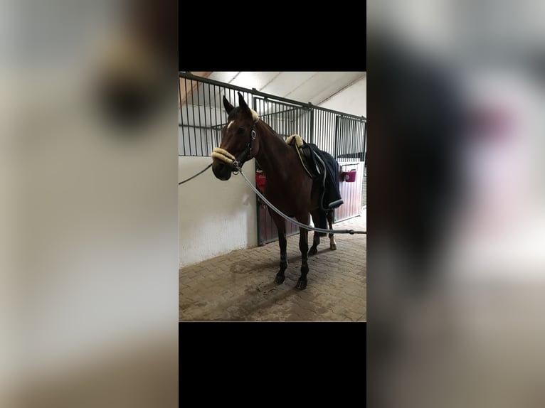 Cheval de selle allemand Jument 18 Ans 165 cm Bai in Heddesheim