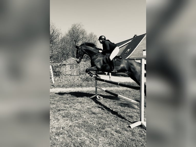 Cheval de selle allemand Jument 19 Ans 174 cm Bai brun in HandewitT