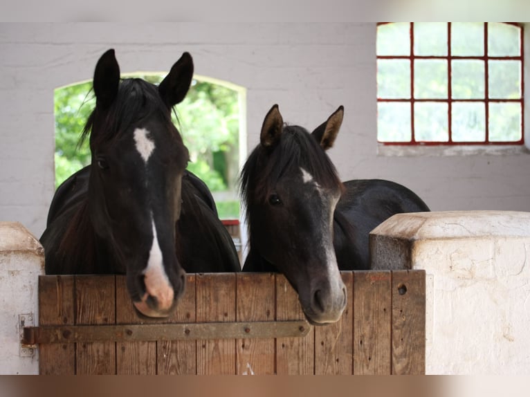 Cheval de selle allemand Jument 1 Année 165 cm Gris noir in gl&#xFC;cksburg