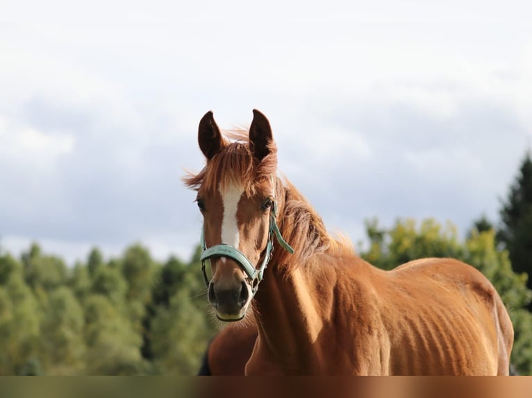 Cheval de selle allemand Jument 1 Année Alezan in Marienberg