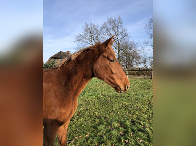 Cheval de selle allemand Jument 1 Année Alezan in Rheine