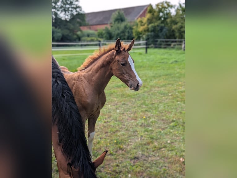 Cheval de selle allemand Jument 1 Année Alezan in Paplitz