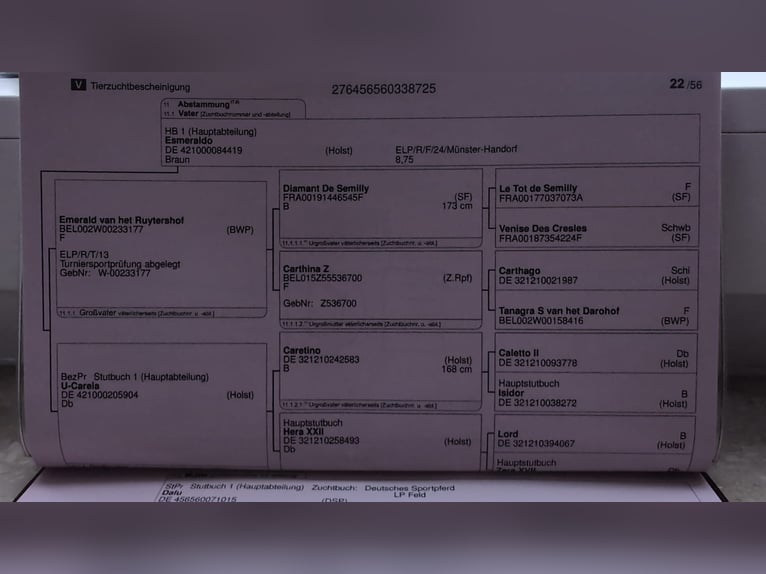 Cheval de selle allemand Jument 1 Année Alezan in Paplitz