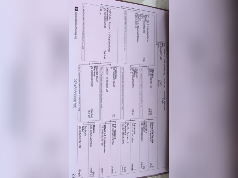 Cheval de selle allemand Jument 1 Année Alezan in Paplitz