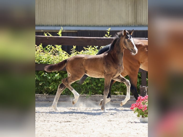 Cheval de selle allemand Jument 1 Année Bai brun foncé in Wriezen