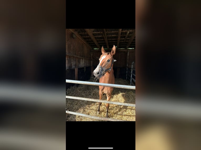 Cheval de selle allemand Jument 1 Année Bai in Schmallenberg