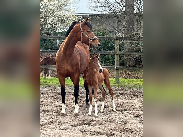 Cheval de selle allemand Jument 1 Année Bai in Bar&#xDF;el