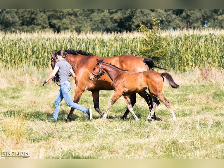 Cheval de selle allemand Jument 1 Année Bai in Friedeburg Reepsholt, Reepsholt