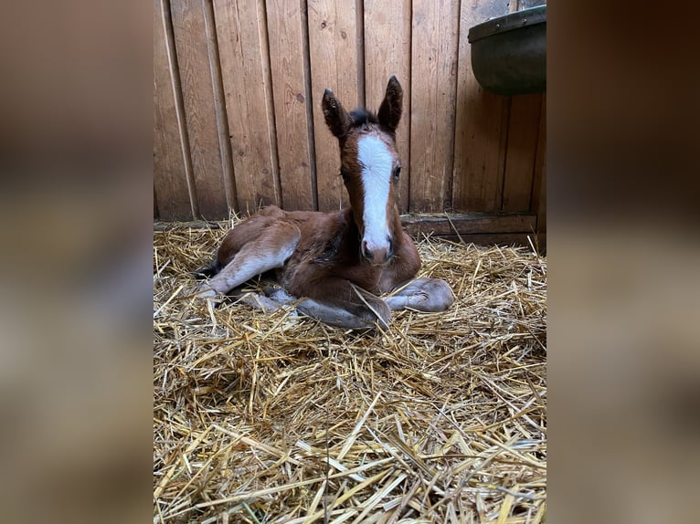 Cheval de selle allemand Jument 1 Année Bai in Niederneisen