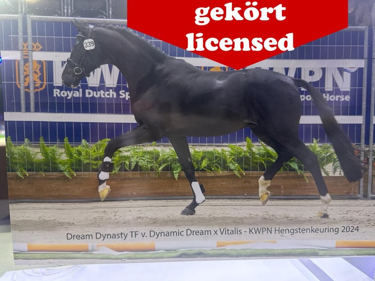 Cheval de selle allemand Jument 1 Année in Löningen