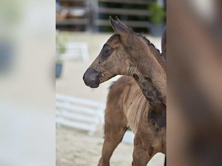 Cheval de selle allemand Jument 1 Année Noir in Lich