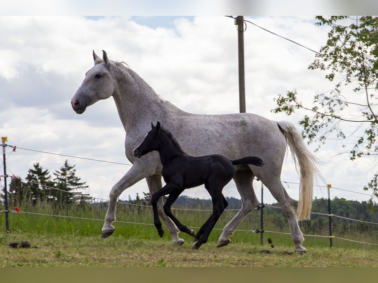 Cheval de selle allemand Jument 1 Année Peut devenir gris in Wörth an der Donau