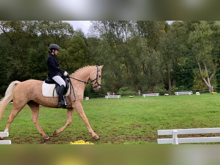 Cheval de selle allemand Jument 20 Ans 155 cm Palomino in Korbach