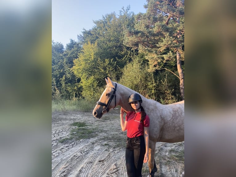 Cheval de selle allemand Jument 20 Ans 155 cm Palomino in Korbach