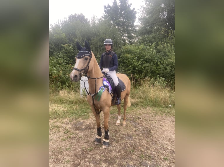 Cheval de selle allemand Jument 20 Ans 155 cm Palomino in Korbach