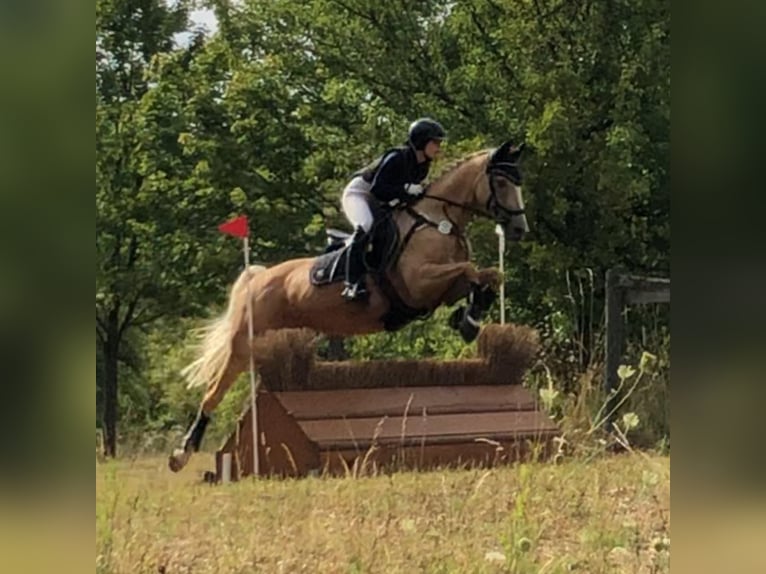 Cheval de selle allemand Jument 20 Ans 155 cm Palomino in Korbach