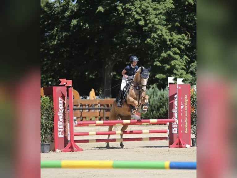 Cheval de selle allemand Jument 20 Ans 155 cm Palomino in Korbach