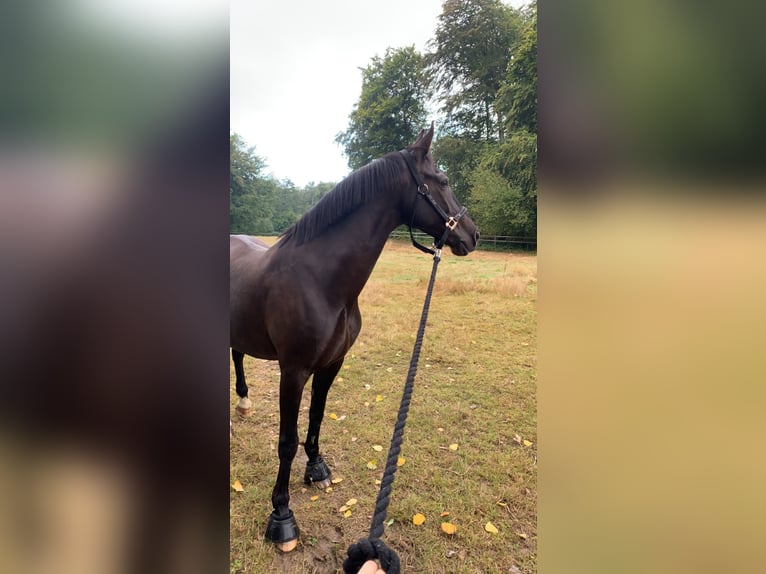 Cheval de selle allemand Jument 20 Ans 162 cm Bai brun in Goch