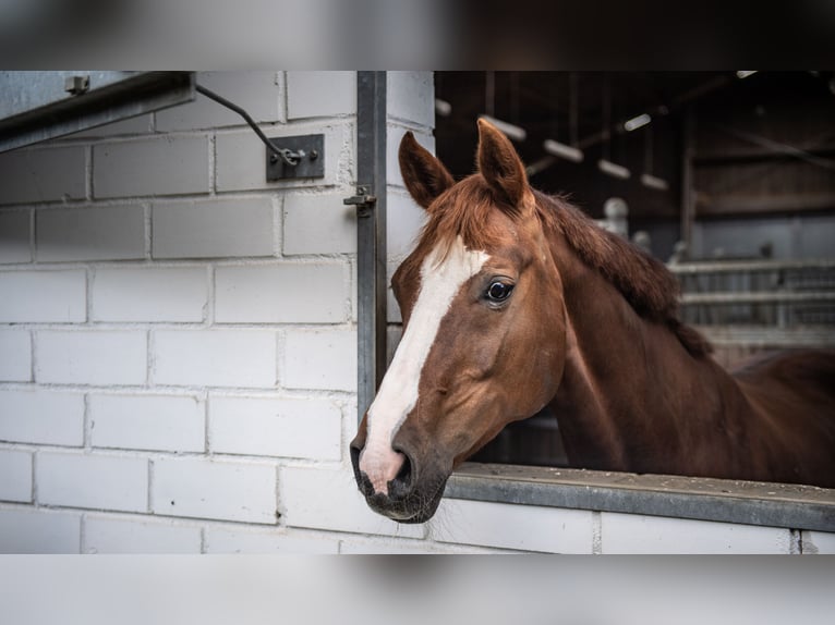 Cheval de selle allemand Jument 20 Ans 164 cm Alezan brûlé in Sprockhövel