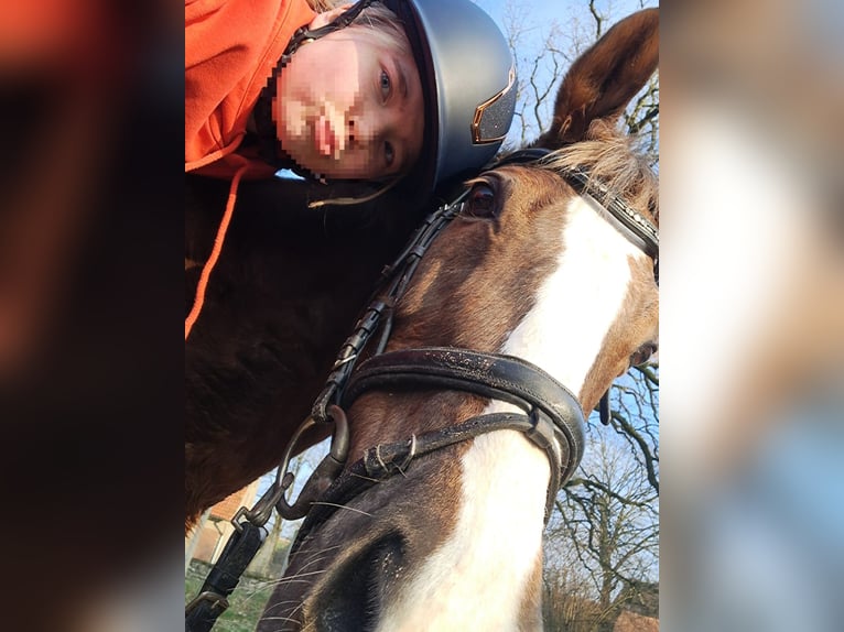 Cheval de selle allemand Jument 20 Ans 173 cm Alezan in Melle