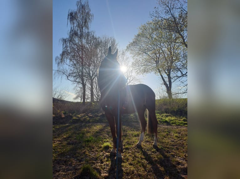 Cheval de selle allemand Jument 20 Ans 173 cm Alezan in Melle