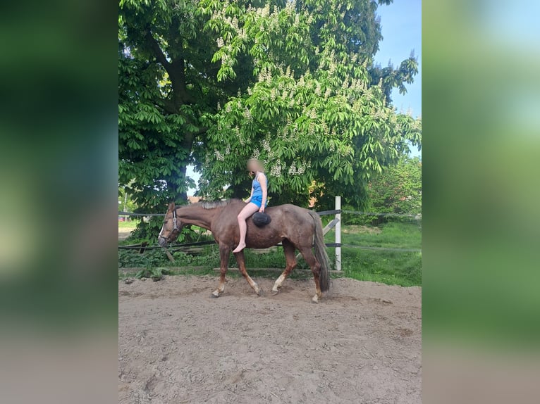 Cheval de selle allemand Jument 20 Ans 173 cm Alezan in Melle