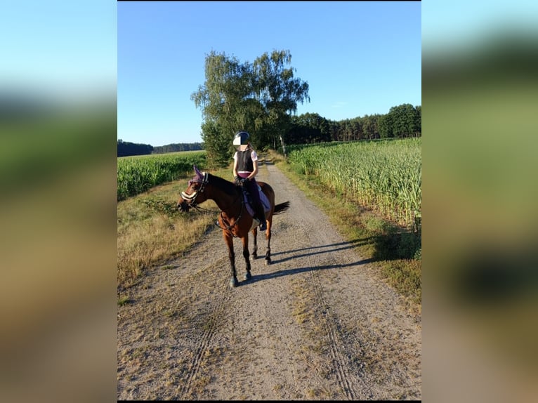 Cheval de selle allemand Jument 22 Ans 165 cm Bai in Malschwitz