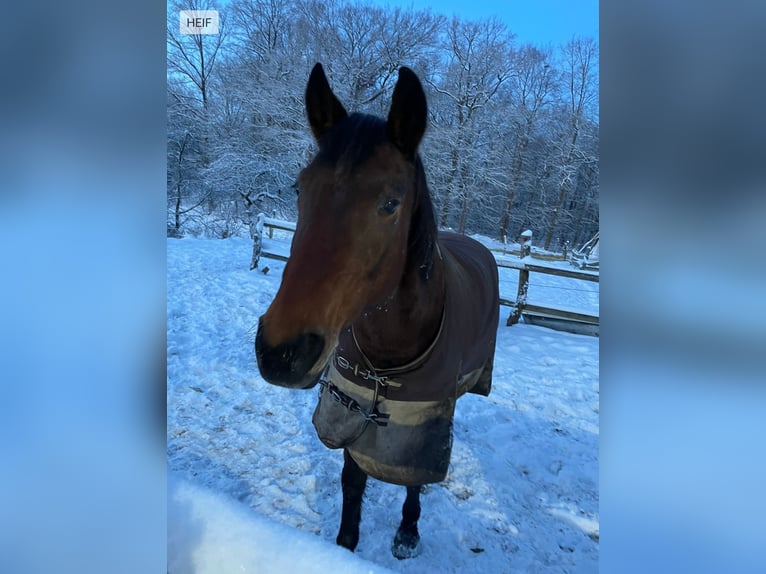 Cheval de selle allemand Jument 22 Ans 165 cm Bai in Malschwitz