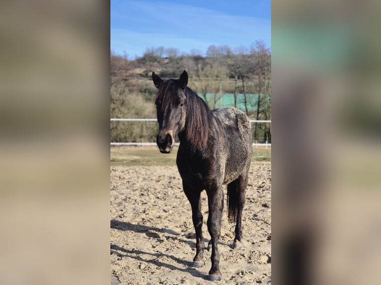 Cheval de selle allemand Jument 2 Ans 149 cm Isabelle in Ulrichstein