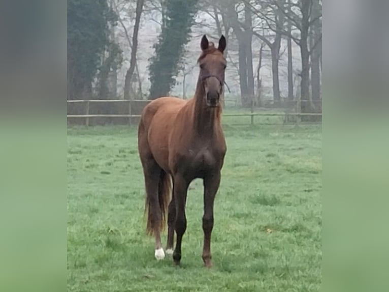 Cheval de selle allemand Jument 2 Ans 152 cm Alezan brûlé in Steinfurt