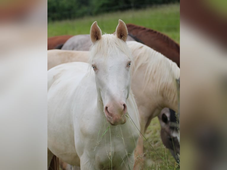 Cheval de selle allemand Jument 2 Ans 156 cm Cremello in Heistenbach