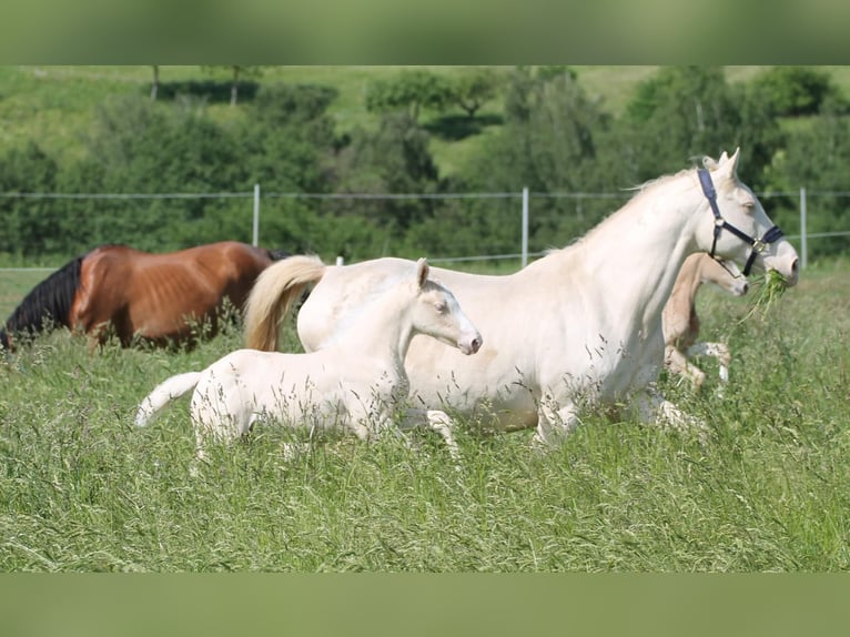 Cheval de selle allemand Jument 2 Ans 156 cm Cremello in Heistenbach