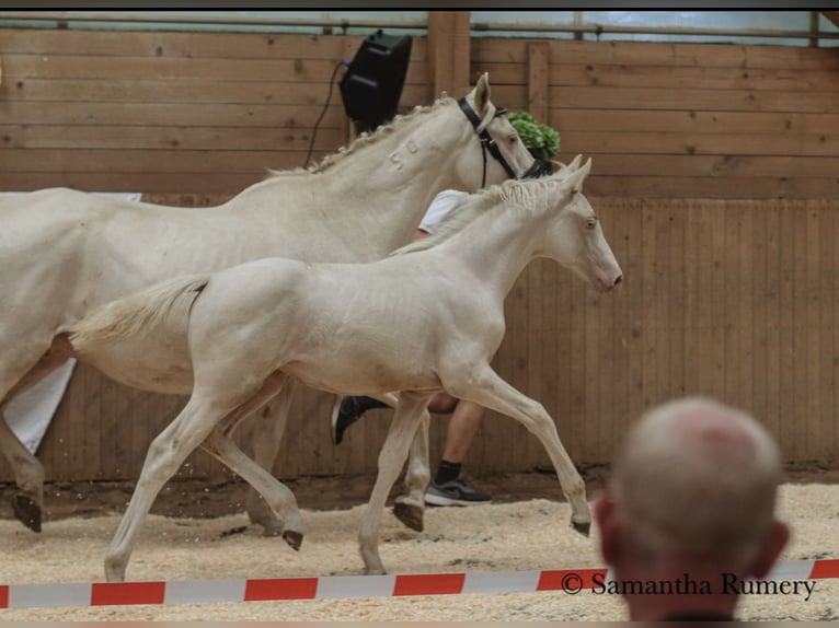 Cheval de selle allemand Jument 2 Ans 156 cm Cremello in Heistenbach