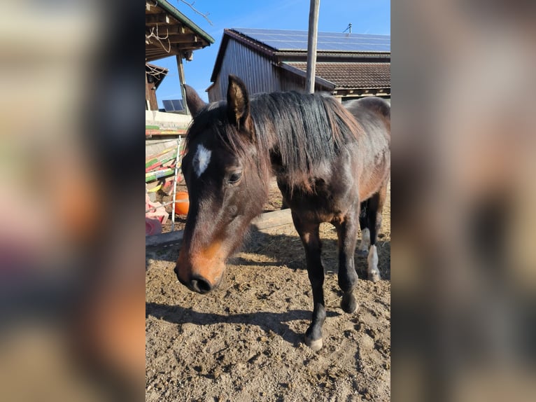 Cheval de selle allemand Jument 2 Ans 160 cm Bai brun in Gr&#xF6;mbach