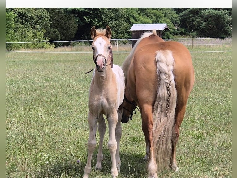 Cheval de selle allemand Jument 2 Ans 160 cm Léopard in Spreenhagen Braunsdorf