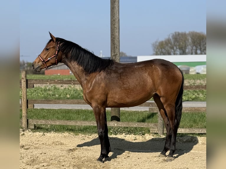 Cheval de selle allemand Jument 2 Ans 163 cm Bai clair in Nordkirchen